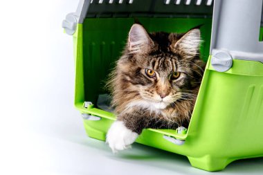 Kedi ırkı olan Maine Rakunu kedi taşıyıcıda yatar. Hayvanlar için taşır. Yer değiştirme ve hayvan taşıma konsepti. Büyük bir kedi..