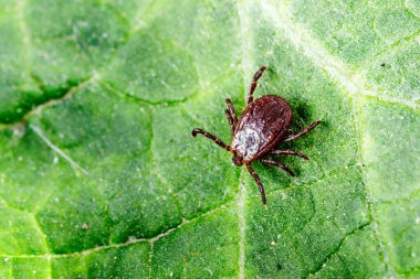 Yeşil Yaprak Üzerine Dermacentor Reticulatus. Aile Ixodida.Ensefalit veya Lyme borreliosis gibi bulaşıcı hastalıkların taşıyıcısı. Keneler tehlikeli hastalıkların taşıyıcılarıdır..