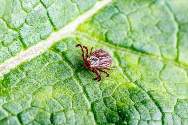 Yeşil Yaprak Üzerine Dermacentor Reticulatus. Aile Ixodida.Ensefalit veya Lyme borreliosis gibi bulaşıcı hastalıkların taşıyıcısı. Keneler tehlikeli hastalıkların taşıyıcılarıdır..