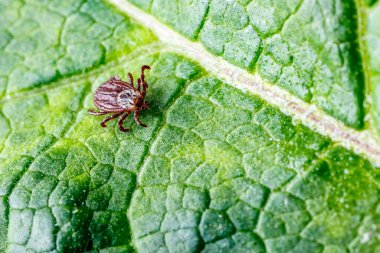 Yeşil Yaprak Üzerine Dermacentor Reticulatus. Aile Ixodida.Ensefalit veya Lyme borreliosis gibi bulaşıcı hastalıkların taşıyıcısı. Keneler tehlikeli hastalıkların taşıyıcılarıdır..