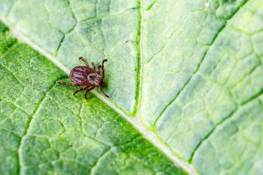 Yeşil Yaprak Üzerine Dermacentor Reticulatus. Aile Ixodida.Ensefalit veya Lyme borreliosis gibi bulaşıcı hastalıkların taşıyıcısı. Keneler tehlikeli hastalıkların taşıyıcılarıdır..