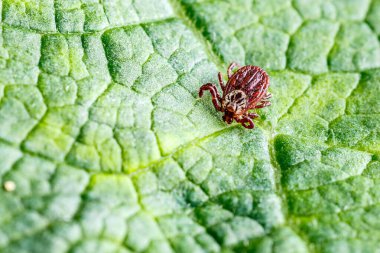 Yeşil Yaprak Üzerine Dermacentor Reticulatus. Aile Ixodida.Ensefalit veya Lyme borreliosis gibi bulaşıcı hastalıkların taşıyıcısı. Keneler tehlikeli hastalıkların taşıyıcılarıdır..