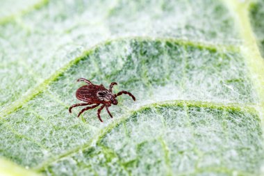 Yeşil Yaprak Üzerine Dermacentor Reticulatus. Aile Ixodida.Ensefalit veya Lyme borreliosis gibi bulaşıcı hastalıkların taşıyıcısı. Keneler tehlikeli hastalıkların taşıyıcılarıdır..