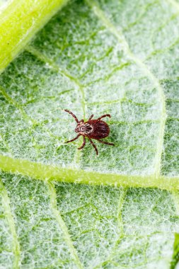 Dermacentor Reticulatus On Green Leaf.Family Ixodidae.Carrier of infectious diseases as encephalitis or Lyme borreliosis. Ticks Are Carriers Of Dangerous Diseases. clipart