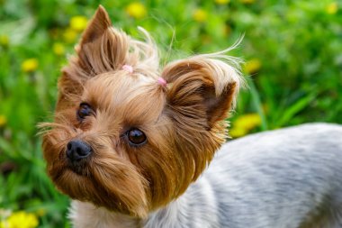 Karahindiba renkli Yorkshire Terrier teriyeri. Çiçekli karahindiba otlağının üzerinde portresi.