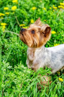 Karahindiba renkli Yorkshire Terrier teriyeri. Çiçekli karahindiba otlağının üzerinde portresi.