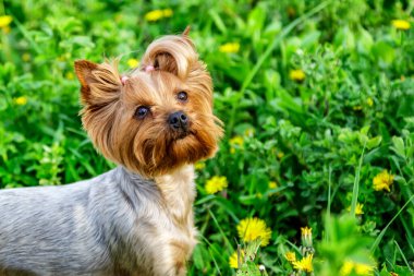Karahindiba renkli Yorkshire Terrier teriyeri. Çiçekli karahindiba otlağının üzerinde portresi.