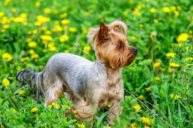 Karahindiba renkli Yorkshire Terrier teriyeri. Çiçekli karahindiba otlağının üzerinde portresi.