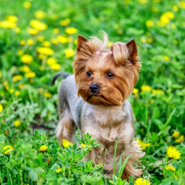 Karahindiba renkli Yorkshire Terrier teriyeri. Çiçekli karahindiba otlağının üzerinde portresi.