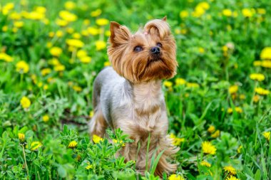 Karahindiba renkli Yorkshire Terrier teriyeri. Çiçekli karahindiba otlağının üzerinde portresi.