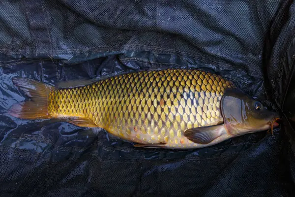 stock image Carpfishing session at the Lake.Carp Angling.Live carp in a swing caught by sunrise.Big common carp on the unhooking mat.Fishing adventures.Fish trophy