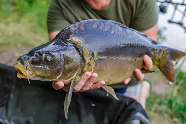 stock image Carpfishing session at the Lake.lucky fisherman holding a giant common carp.Angler with a big carp fishing trophy.Fishing adventures.Fish trophy