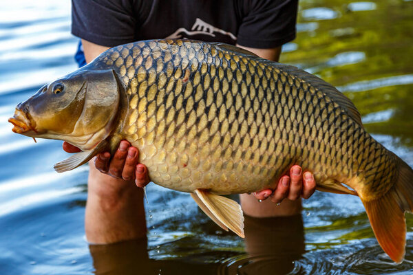 Carpfishing session at the Lake.lucky fisherman holding a giant common carp.Angler with a big carp fishing trophy.Fishing adventures.Fish trophy