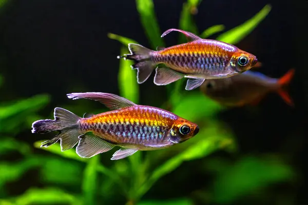 stock image A green beautiful planted tropical freshwater aquarium with fishes.A Congo tetra, Phenacogrammus interruptus, with water plants. 