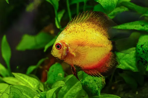 stock image A green beautiful planted tropical freshwater aquarium with fishes.Discus (Symphysodon), multi-colored cichlids in the aquarium