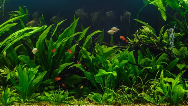 Stock image A green beautiful planted tropical freshwater aquarium with fishes.Zebra angelfish (pterophyllum scalare) in aquarium