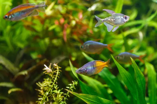 stock image A green beautiful planted tropical freshwater aquarium with fishes.Boeseman's rainbowfish - Melanotaenia boesemani,with water plants.Fish in the aquarium.