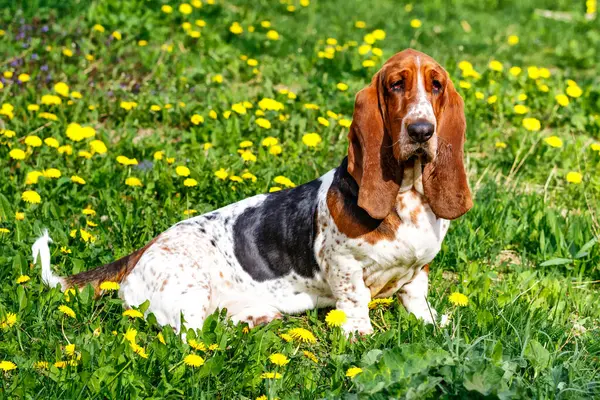 Çiçeklerle çimlerin üzerinde Basset köpeği.. Köpeğin uzun kulakları ve üzgün gözleri var. İngiltere 'de yetişen av köpekleri..