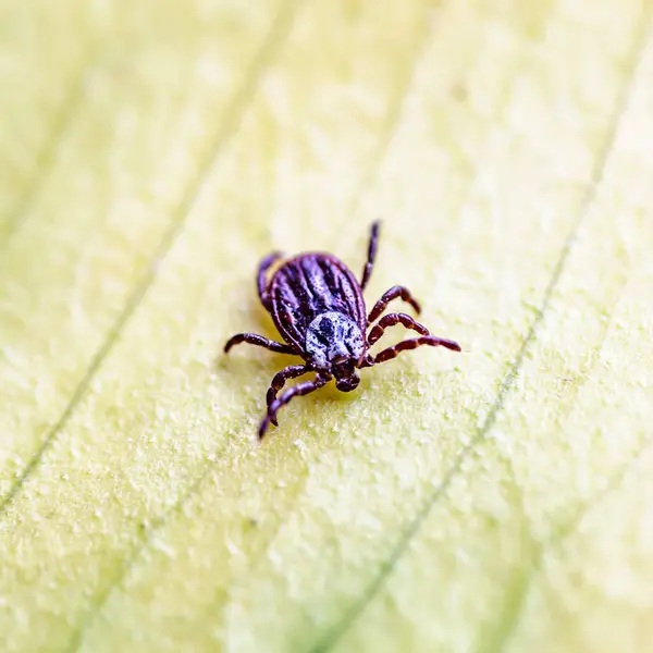 stock image Tick, Ixodida, on the leaf.Adult female tick - Ixodes ricinus.Carrier of infectious diseases as encephalitis or Lyme borreliosis.