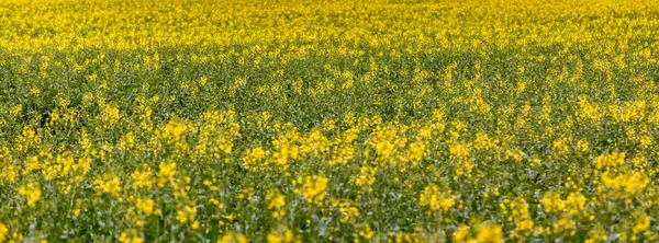 stock image Blooming rapeseed (Brassica napus).Agricultural field with rapeseed plants. Oilseed, canola, colza.Blooming yellow canola flower meadows.