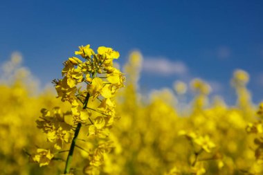 Açan kolza tohumu (Brassica napus). Sarı tarla ve mavi gökyüzü bulutlu. Kolza tohumlu tarla. Yağ tohumu, kanola, kola. Çiçek açan sarı kanola çiçeği çayırları..