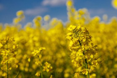 Açan kolza tohumu (Brassica napus). Sarı tarla ve mavi gökyüzü bulutlu. Kolza tohumlu tarla. Yağ tohumu, kanola, kola. Çiçek açan sarı kanola çiçeği çayırları..