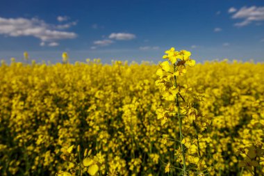 Açan kolza tohumu (Brassica napus). Sarı tarla ve mavi gökyüzü bulutlu. Kolza tohumlu tarla. Yağ tohumu, kanola, kola. Çiçek açan sarı kanola çiçeği çayırları..