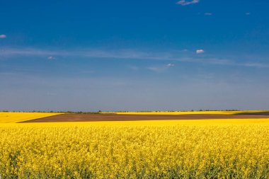 Açan kolza tohumu (Brassica napus). Sarı tarla ve mavi gökyüzü bulutlu. Kolza tohumlu tarla. Yağ tohumu, kanola, kola. Çiçek açan sarı kanola çiçeği çayırları..