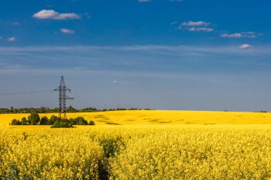 Açan kolza tohumu (Brassica napus). Sarı tarla ve mavi gökyüzü bulutlu. Kolza tohumlu tarla. Yağ tohumu, kanola, kola. Çiçek açan sarı kanola çiçeği çayırları..