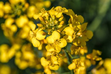 Yakından bakınız. Çiçek açan kolza tohumu (Brassica napus). Yağ tohumu, kanola, colza. Çiçek açan sarı kanola çiçeği. Makro fotoğraf..