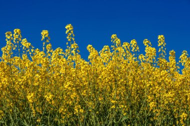 Açan kolza tohumu (Brassica napus). Sarı tarla ve mavi gökyüzü bulutlu. Kolza tohumlu tarla. Yağ tohumu, kanola, kola. Çiçek açan sarı kanola çiçeği çayırları..