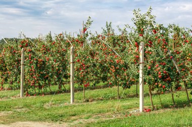 Dalların üzerinde kırmızı olgun elmalar olan elma bahçesi. Mavi bir gökyüzünün altında toplanmaya hazır meyveyle dolu iki sıra. Sabah vuruşu.