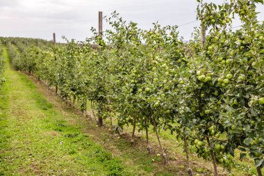 Dalların üzerinde olgun elma bahçeleri. Mavi gökyüzünün altında meyvelerle dolu iki sıra elma neredeyse toplanmaya hazır. Sabah vuruşu.