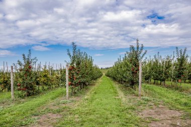 Dalların üzerinde kırmızı olgun elmalar olan elma bahçesi. Mavi bir gökyüzünün altında toplanmaya hazır meyveyle dolu iki sıra. Sabah vuruşu.