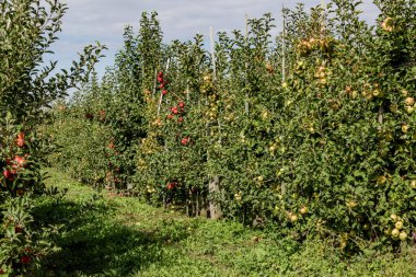 Dalların üzerinde olgun elma bahçeleri. Mavi gökyüzünün altında meyvelerle dolu iki sıra elma neredeyse toplanmaya hazır. Sabah vuruşu.