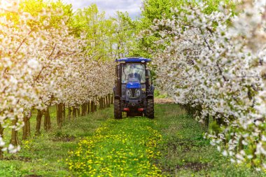 Elma ağacı yazın traktör ve tarım makineleri püskürtüyor. İlkbaharda kırsal alanda çiçek açan ağaçlar derin mavi gökyüzü ile kaplı. Hastalıklara ve böceklere karşı korunmak için dua eden bahçeler..