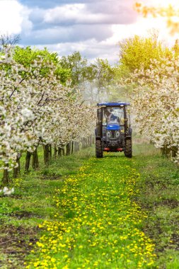 Elma ağacı yazın traktör ve tarım makineleri püskürtüyor. İlkbaharda kırsal alanda çiçek açan ağaçlar derin mavi gökyüzü ile kaplı. Hastalıklara ve böceklere karşı korunmak için dua eden bahçeler..