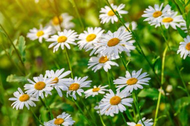 Papatya. Papatya çiçeği tarlası. Güneşli bir günde papatya tarlası. Çayır çiçekleri. İlaç fabrikası..