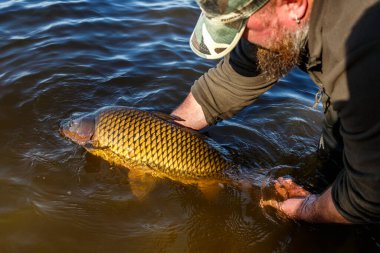 Lakers 'ta balık avı. Yakaladıktan sonra büyük sazan balığı göle bırakılıyor. Balık avlama maceraları.