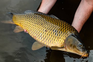 Lakers 'ta balık avı. Yakaladıktan sonra büyük sazan balığı göle bırakılıyor. Balık avlama maceraları.