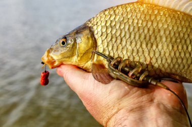 Laklak 'ta balık avı. Şanslı balıkçı elinde kocaman bir sazan balığı tutuyor. Büyük bir sazan balığı avı kupası.