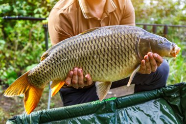 Laklak 'ta balık avı. Şanslı balıkçı elinde kocaman bir sazan balığı tutuyor. Büyük bir sazan balığı avı kupası.