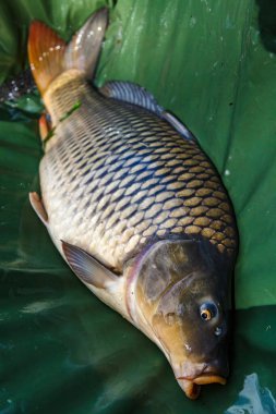 Laker 'da sazan balıkçılığı. Sazan balığı. Salıncakta gün doğumuyla yakalanmış. Kancaları çözmede çok yaygın bir sazan balığı.