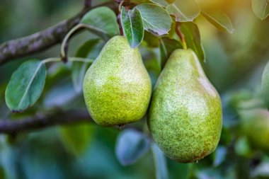 Yaz bahçesinde armut hasadı. Çiftlik bahçesinde armut ağacı. Doğal ortamda organik armut. Sabah çekimi.