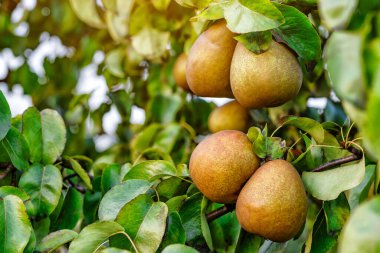 Yaz bahçesinde armut hasadı. Çiftlik bahçesinde armut ağacı. Doğal ortamda organik armut. Sabah çekimi.