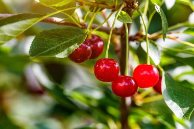 Olgun kirazlar kiraz ağacının dalında yeşil zeminde asılı duruyor. Bahçedeki ağaçta olgun kırmızı kirazlar dalında. Damlalarla kiraz..