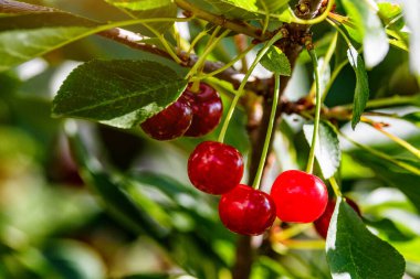 Olgun kirazlar kiraz ağacının dalında yeşil zeminde asılı duruyor. Bahçedeki ağaçta olgun kırmızı kirazlar dalında. Damlalarla kiraz..