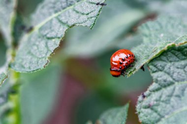 Colorado Patates Böceği (Leptinotarsa decemlineata). Yakından Colorado patates böceği ve larvaları patatesin yeşil yaprakları üzerinde büyük bir haşere türüdür..