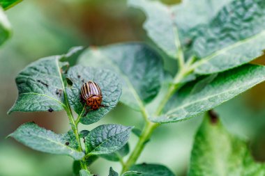 Colorado Patates Böceği (Leptinotarsa decemlineata). Yakından Colorado patates böceği ve larvaları patatesin yeşil yaprakları üzerinde büyük bir haşere türüdür..