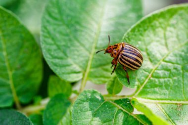 Colorado Patates Böceği (Leptinotarsa decemlineata). Yakından Colorado patates böceği ve larvaları patatesin yeşil yaprakları üzerinde büyük bir haşere türüdür..